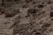 DPPhotography - Namibia - Red-capped lark - B