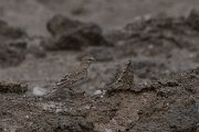 DPPhotography - Namibia - Red-capped lark - D