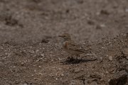 DPPhotography - Namibia - Red-capped lark - E