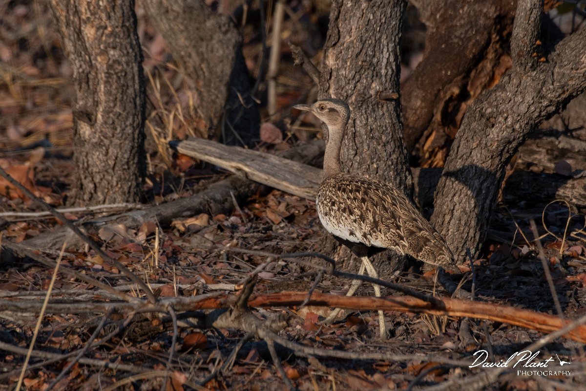 DPPhotography - Namibia - Red-crested korhaan - B.jpg - Red-crested korhaan - Mahango National Park