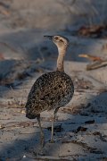 DPPhotography - Namibia - Red-crested korhaan - A