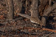 DPPhotography - Namibia - Red-crested korhaan - B