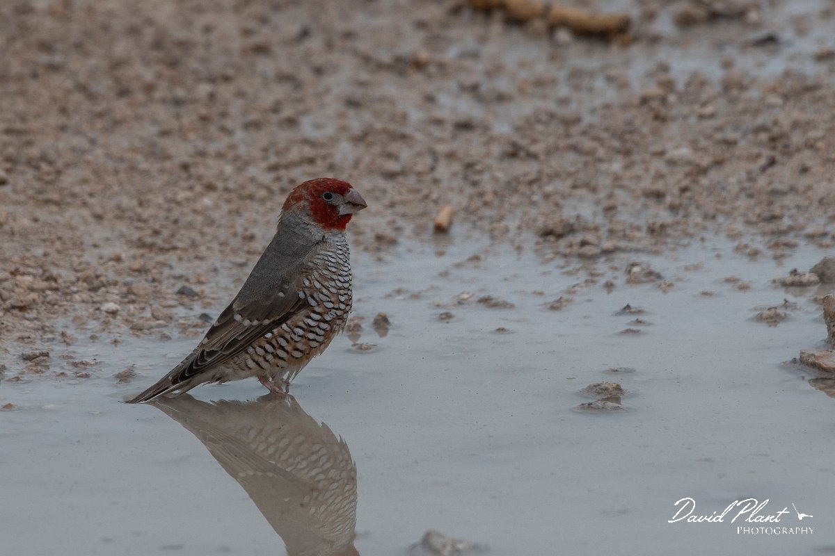 DPPhotography - Namibia - Red-headed finch - A.jpg - Red-headed finch - Etosha Natiojnal Park
