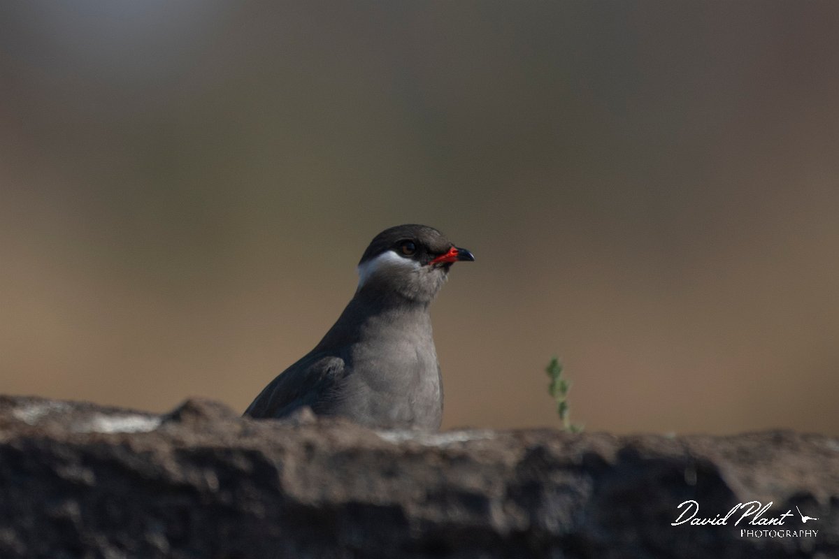 DPPhotography - Namibia - Rock pratincole - A.jpg - Rock pratincole - Okavango River