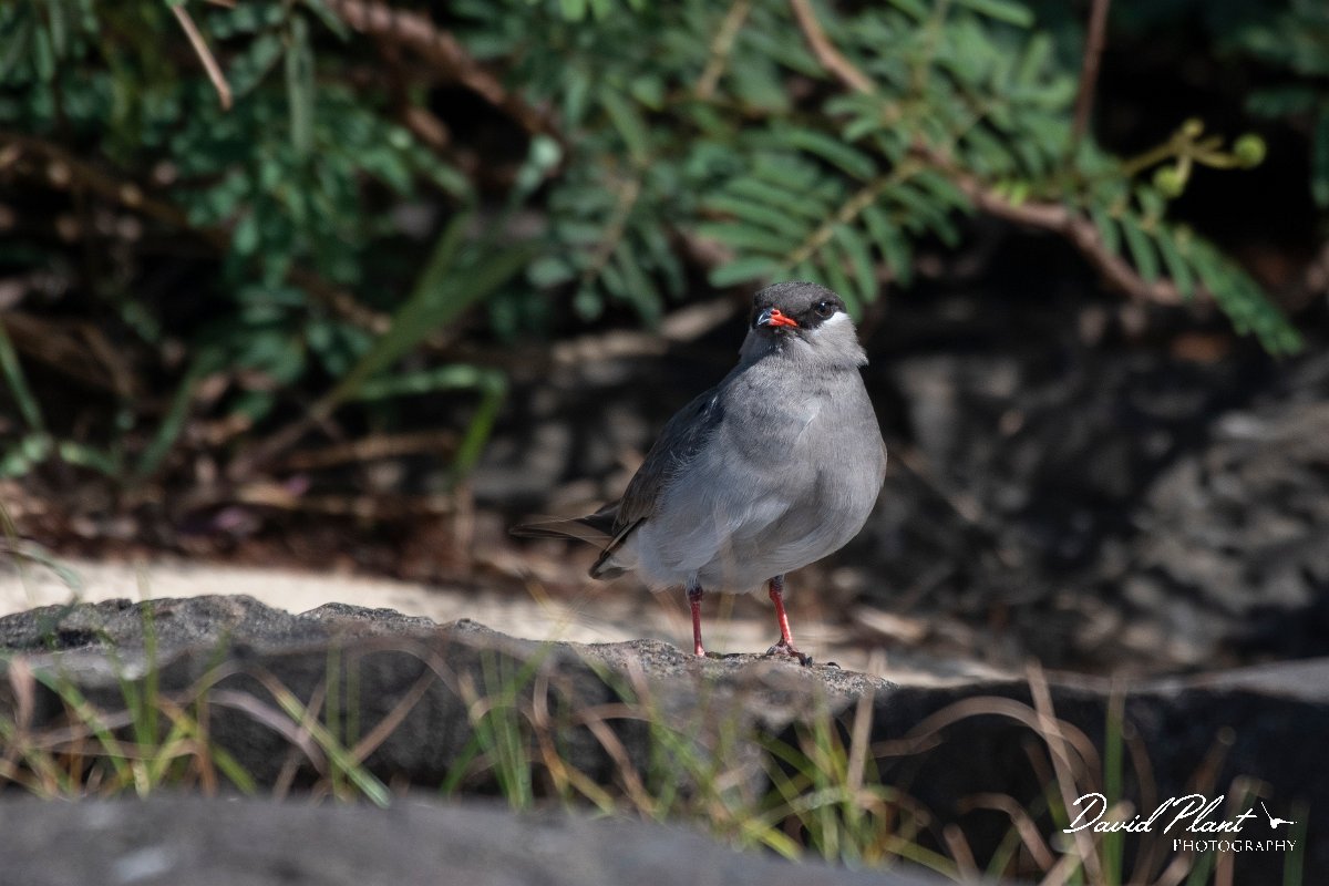 DPPhotography - Namibia - Rock pratincole - B.jpg - Rock pratincole - Okavango River