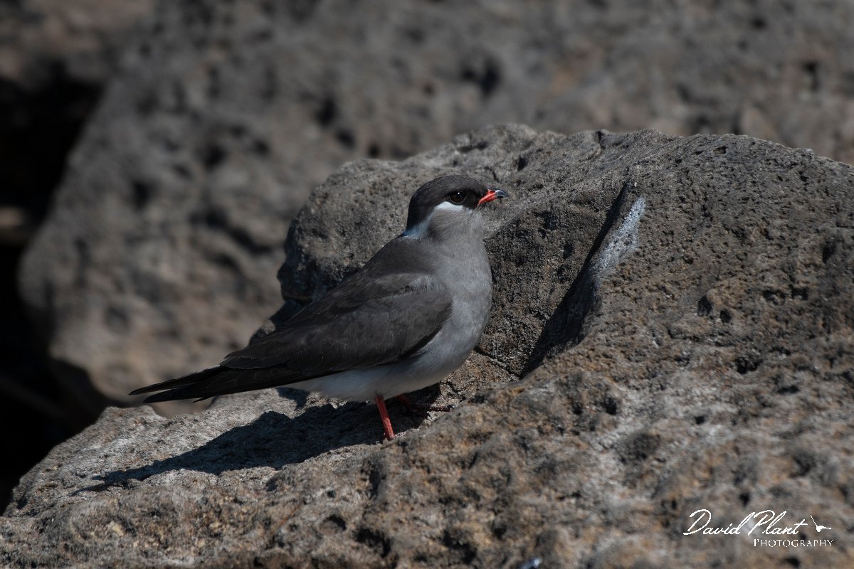 DPPhotography - Namibia - Rock pratincole - C.jpg - Rock pratincole - Okavango River