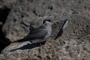 DPPhotography - Namibia - Rock pratincole - C