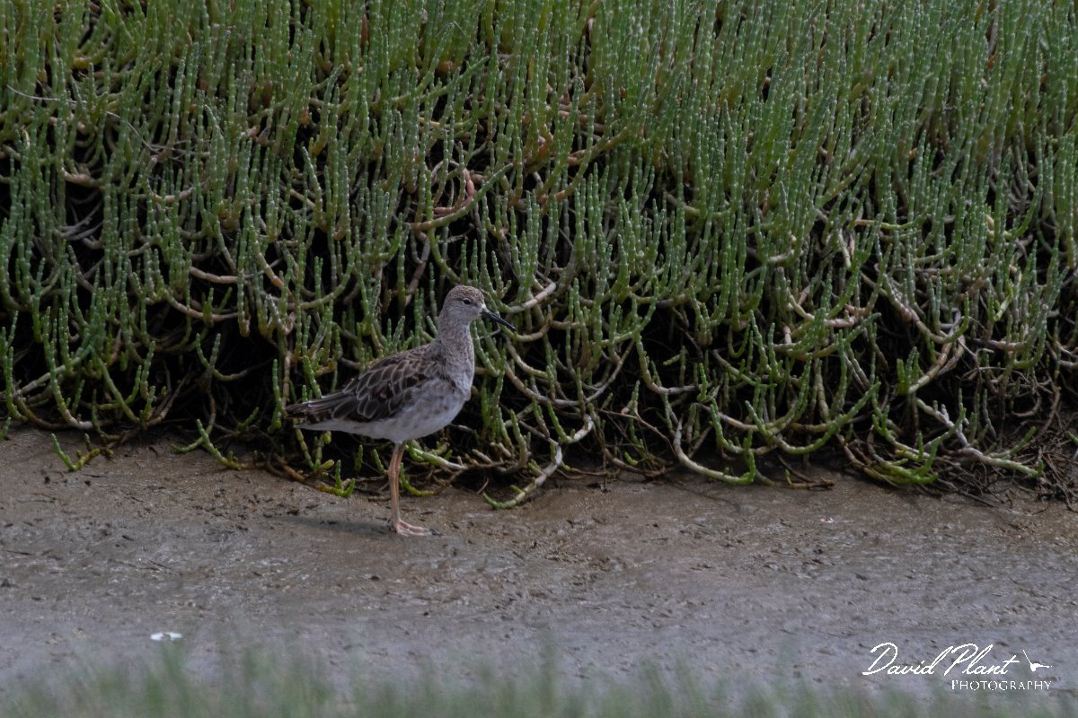 DPPhotography - Namibia - Ruff - A.jpg - Ruff - Walvis Bay