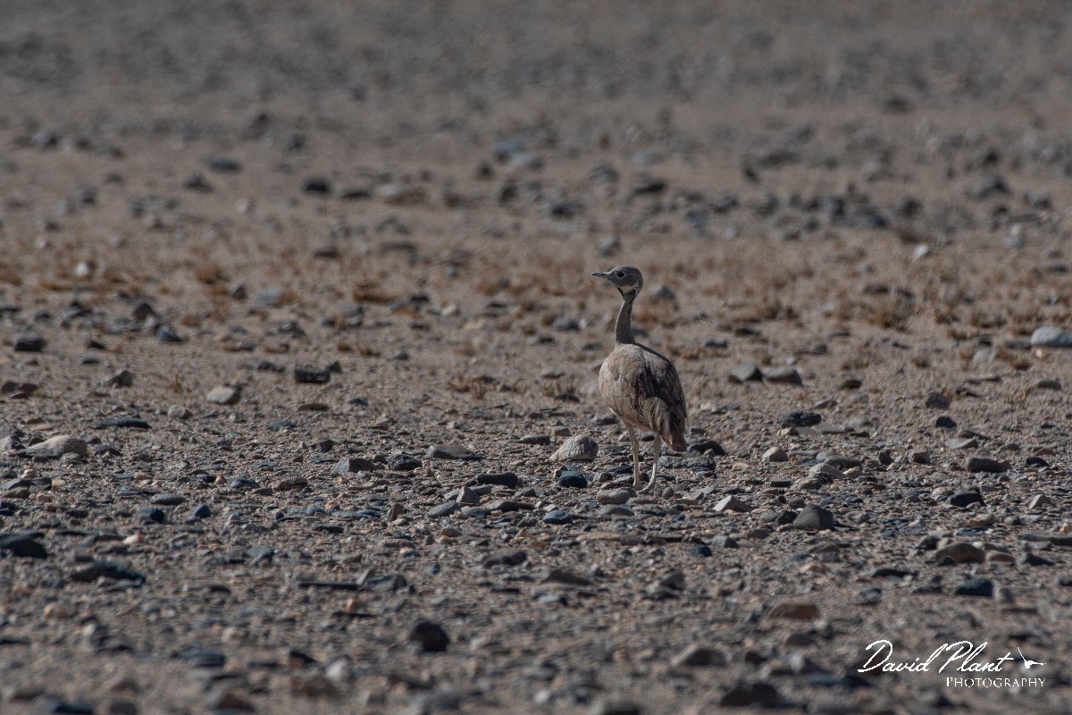 DPPhotography - Namibia - Ruppell's bustard - A.jpg - Ruppell's bustard - Namib-Naukluft National Park