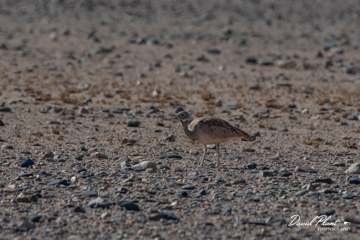 DPPhotography - Namibia - Ruppell's bustard - B.jpg - Ruppell's bustard - Namib-Naukluft National Park