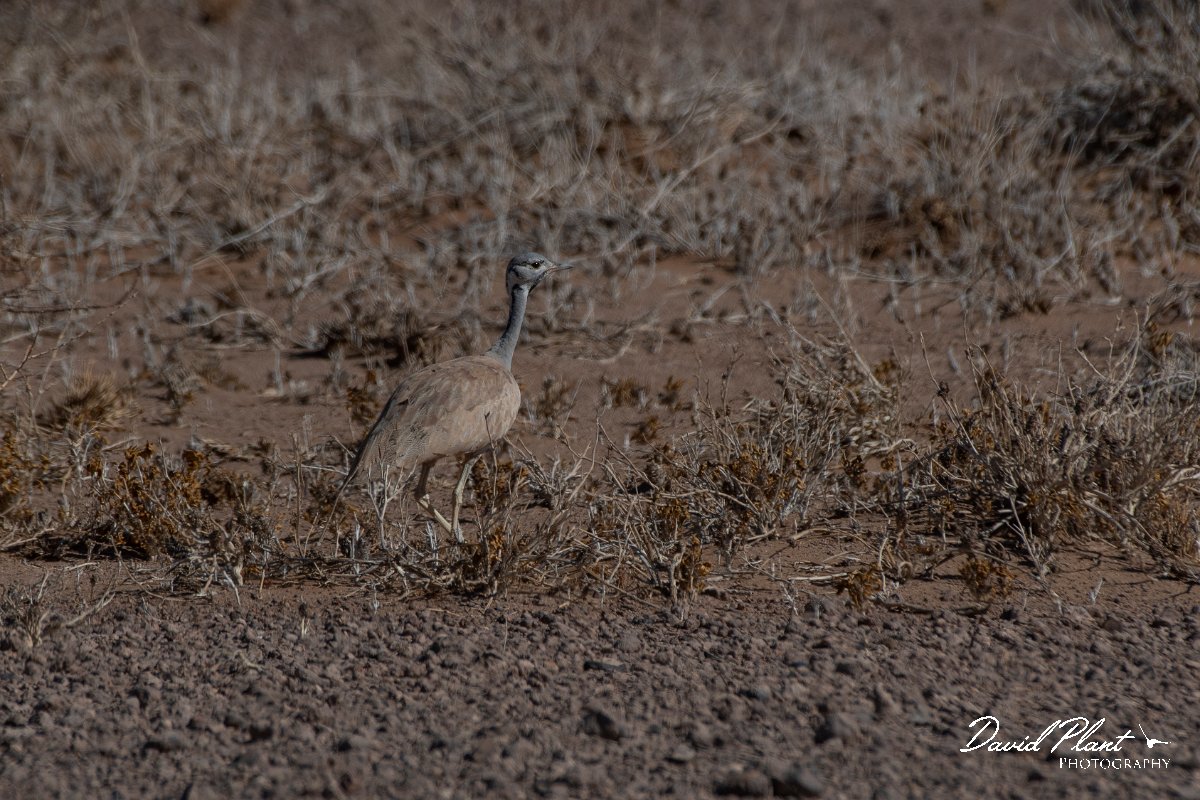 DPPhotography - Namibia - Ruppell's bustard - C.jpg - Ruppell's bustard - Namib-Naukluft National Park