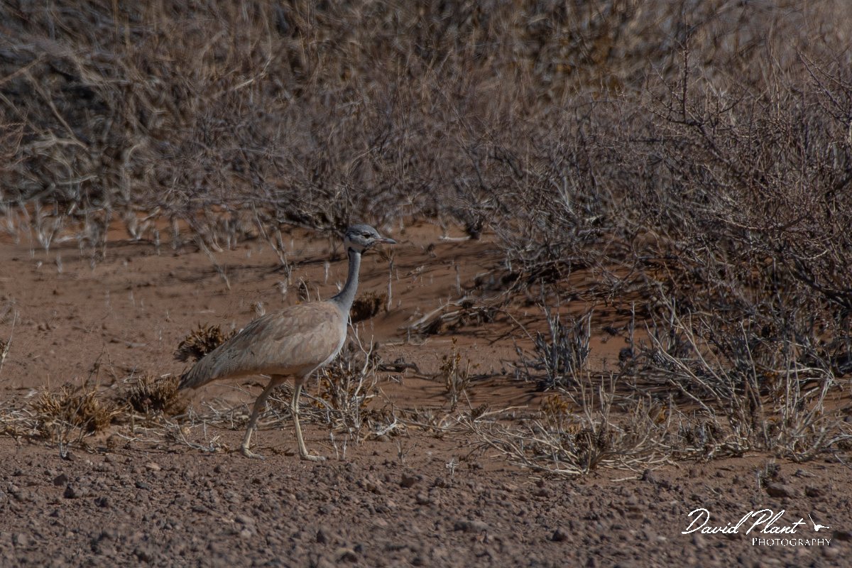 DPPhotography - Namibia - Ruppell's bustard - D.jpg - Ruppell's bustard - Namib-Naukluft National Park