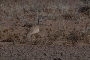 DPPhotography - Namibia - Ruppell's bustard - C