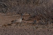 DPPhotography - Namibia - Ruppell's bustard - D