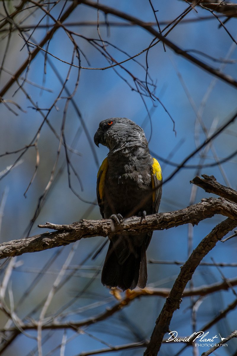 DPPhotography - Namibia - Ruppell's parrot - A.jpg - Ruppell's parrot - Waterberg