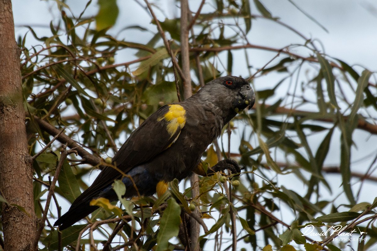 DPPhotography - Namibia - Ruppell's parrot - C.jpg - Ruppell's parrot - Waterberg