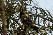 DPPhotography - Namibia - Ruppell's parrot - B