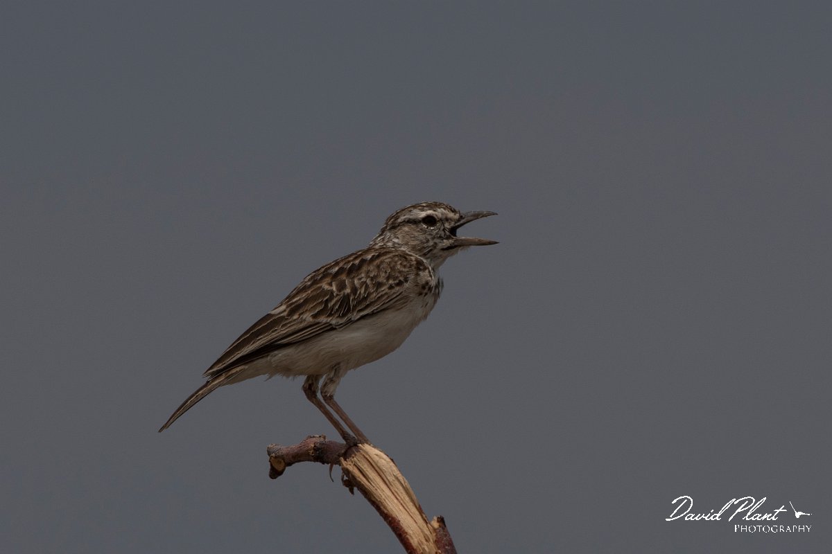 DPPhotography - Namibia - Sabota lark - A.jpg - Sabota lark - Etosha National Park