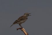 DPPhotography - Namibia - Sabota lark - A