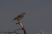 DPPhotography - Namibia - Sabota lark - B