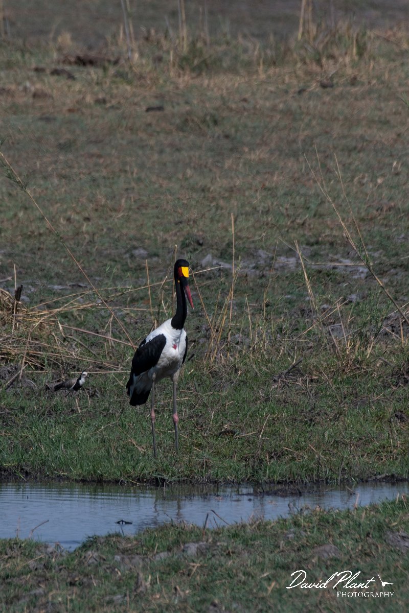 DPPhotography - Namibia - Saddle-billed stork - A.jpg - Saddle-billed stork - Buffalo Core Area