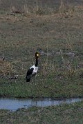 DPPhotography - Namibia - Saddle-billed stork - A