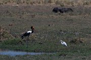 DPPhotography - Namibia - Saddle-billed stork - B