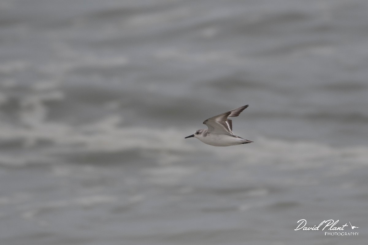DPPhotography - Namibia - Sanderling - A.jpg - Sanderling - Walvis Bay