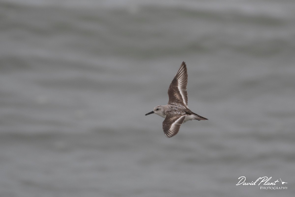 DPPhotography - Namibia - Sanderling - B.jpg - Sanderling - Walvis Bay