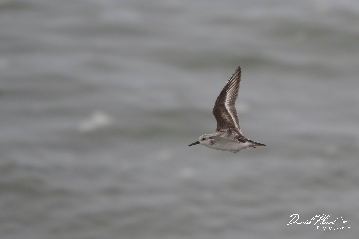 DPPhotography - Namibia - Sanderling - C.jpg - Sanderling - Walvis Bay