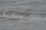 DPPhotography - Namibia - Sanderling - A