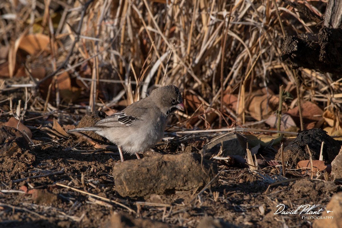 DPPhotography - Namibia - Scaly-feathered finch - A.jpg - Scaly-feathered finch - Mahango National Park