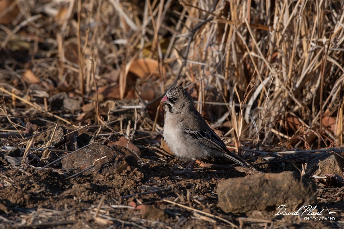 DPPhotography - Namibia - Scaly-feathered finch - B.jpg - Scaly-feathered finch - Mahango National Park