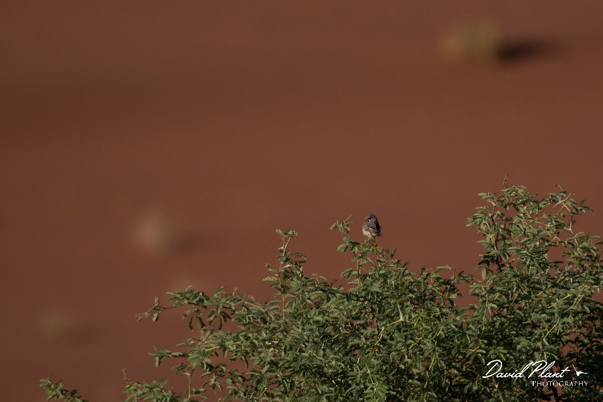 DPPhotography - Namibia - Scaly-feathered finch - C.jpg - Scaly-feathered finch - Namib-Naukluft National Park