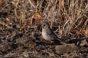 DPPhotography - Namibia - Scaly-feathered finch - B