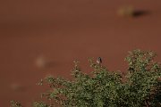 DPPhotography - Namibia - Scaly-feathered finch - C