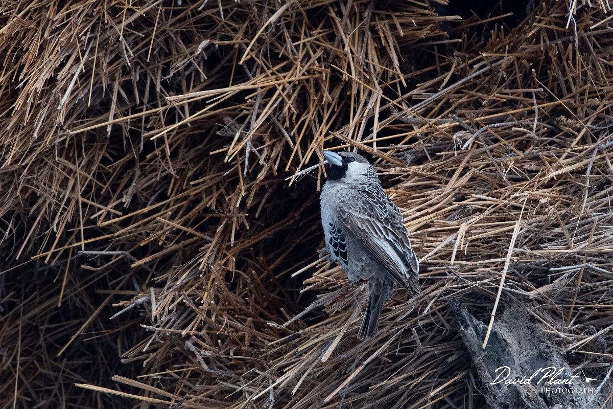 DPPhotography - Namibia - Sociable weaver - A.jpg - Sociable weaver at nest - Etosha National Park