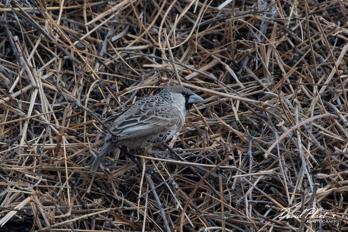 DPPhotography - Namibia - Sociable weaver - C.jpg - Sociable weaver at nest - Etosha National Park