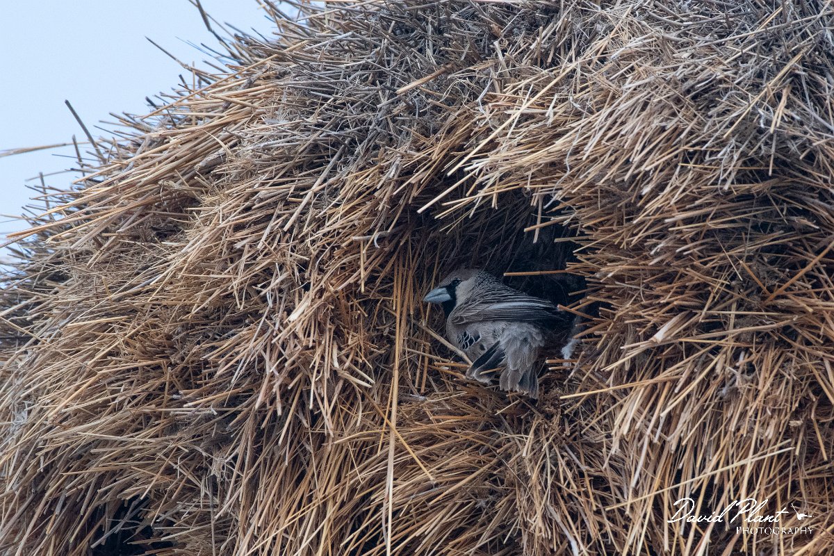 DPPhotography - Namibia - Sociable weaver - D.jpg - Sociable weaver at nest - Etosha National Park