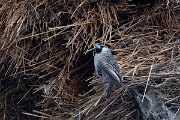 DPPhotography - Namibia - Sociable weaver - A