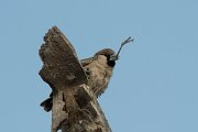 DPPhotography - Namibia - Sociable weaver - B
