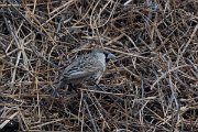 DPPhotography - Namibia - Sociable weaver - C