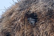 DPPhotography - Namibia - Sociable weaver - D