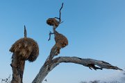 DPPhotography - Namibia - Sociable weaver - E
