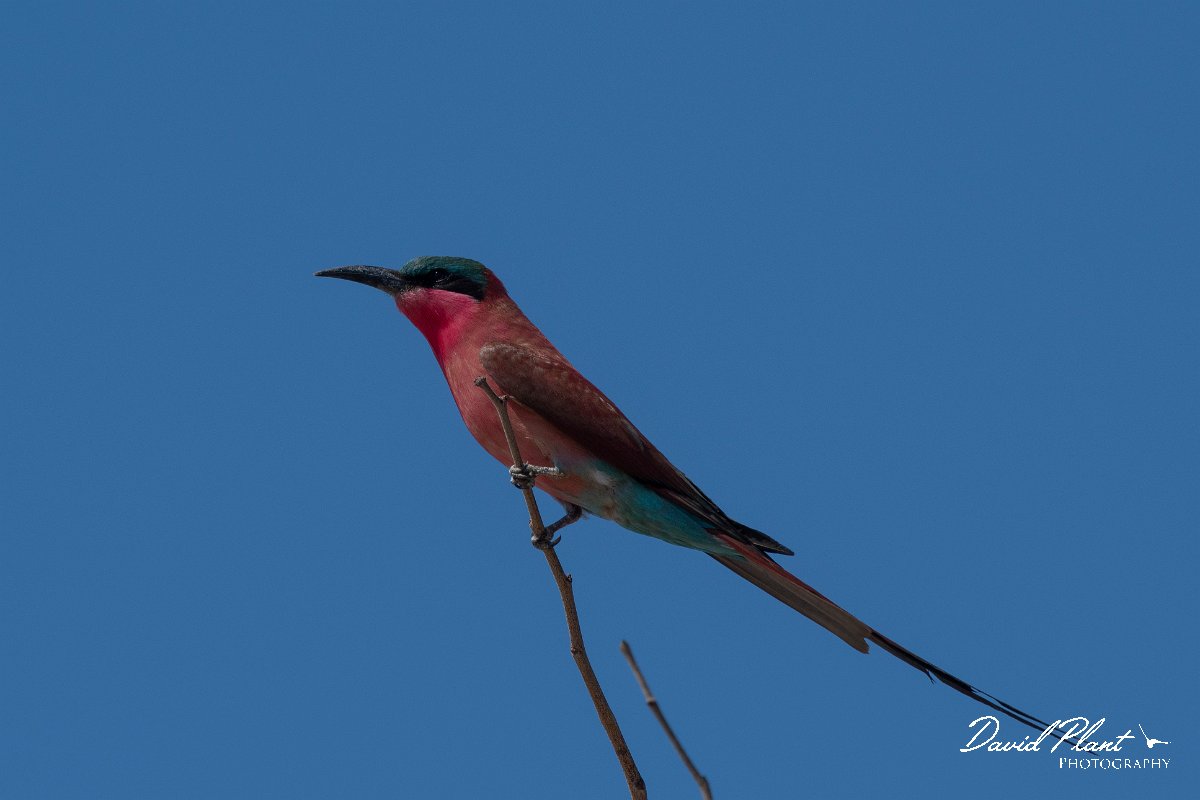 DPPhotography - Namibia - Southern carmine bee-eater - A.jpg - Southern carmine bee-eater - Mahango National Park