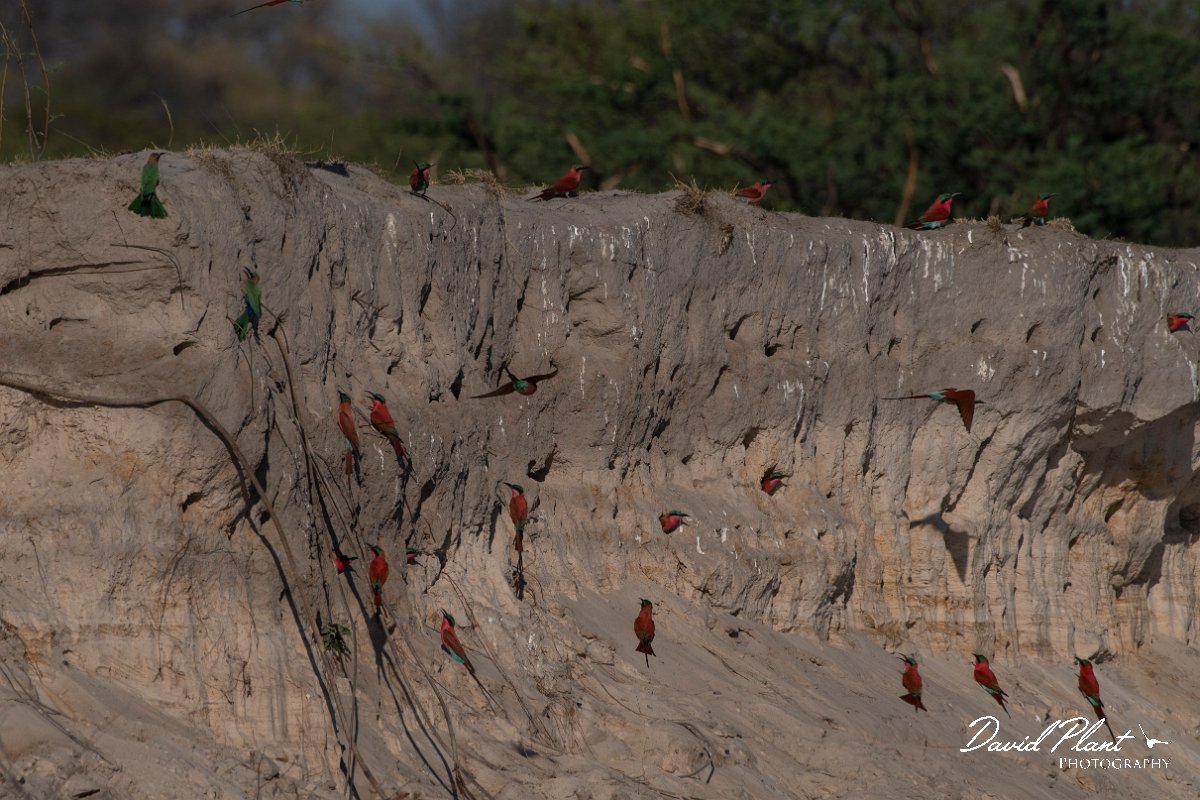 DPPhotography - Namibia - Southern carmine bee-eater - B.jpg - Southern carmine bee-eater nests - Popa Falls