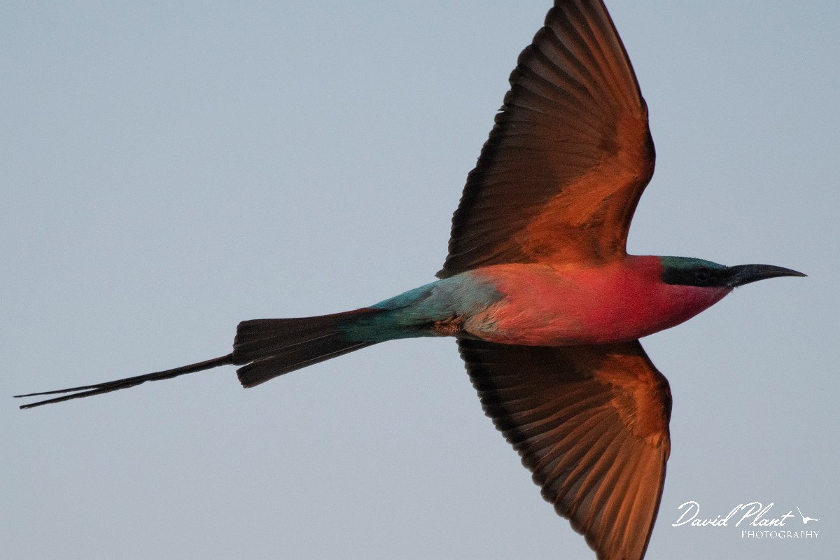 DPPhotography - Namibia - Southern carmine bee-eater - C.jpg - Southern carmine bee-eater - Popa Falls