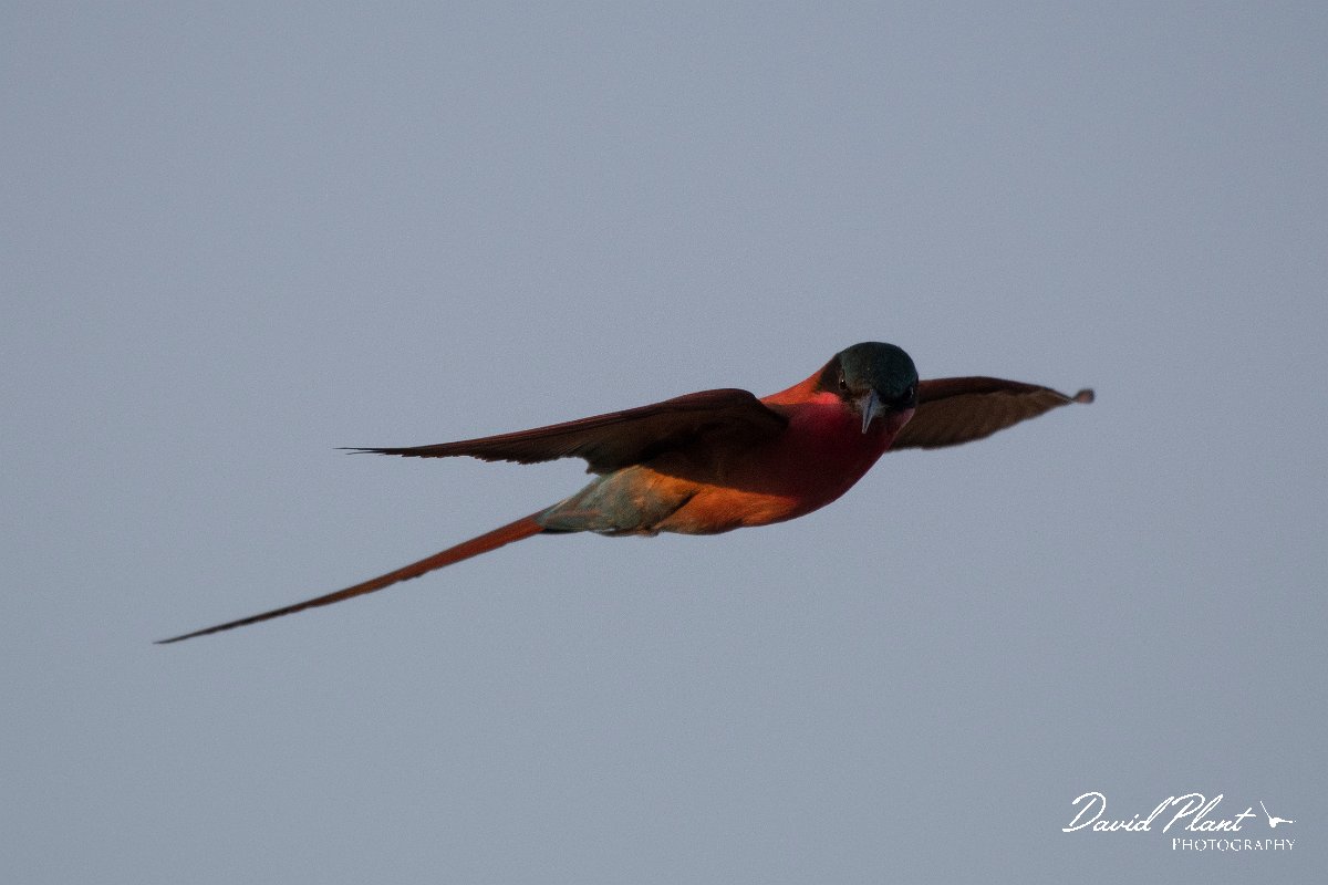 DPPhotography - Namibia - Southern carmine bee-eater - D.jpg - Southern carmine bee-eater  - Okavango River
