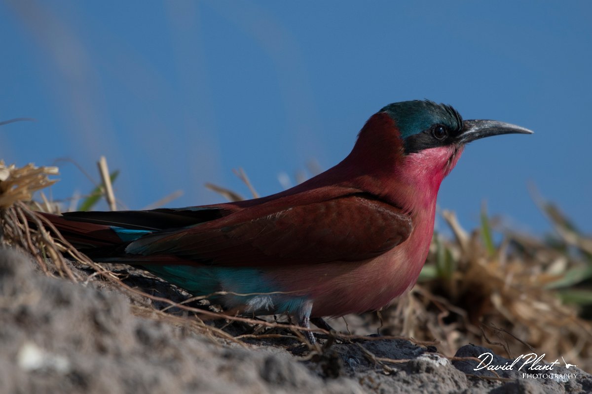 DPPhotography - Namibia - Southern carmine bee-eater - E.jpg - Southern carmine bee-eater  - Okavango River