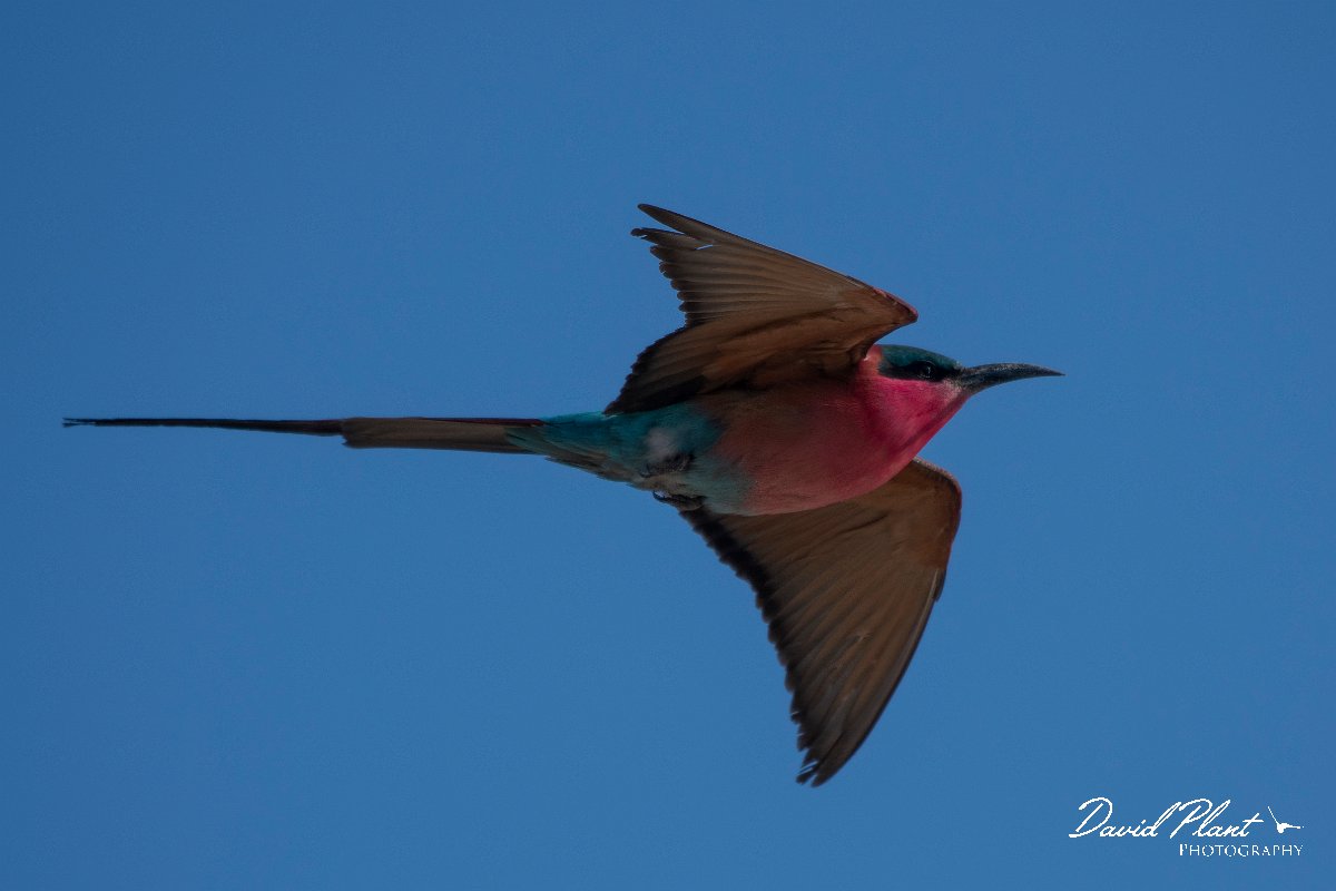DPPhotography - Namibia - Southern carmine bee-eater - F.jpg - Southern carmine bee-eater  - Okavango River